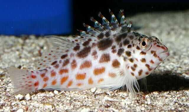 Imagem do Peixe Falcão